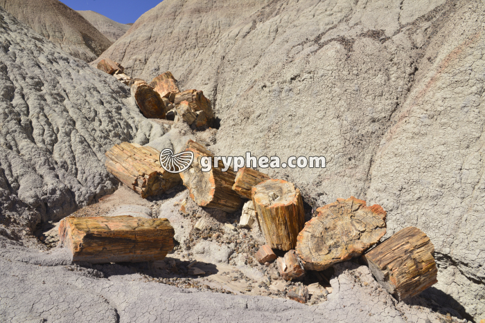 Tronc silicifié mis en évidence par l'érosion (Petrified forest NP, Arizona, USA) - gryphea.com